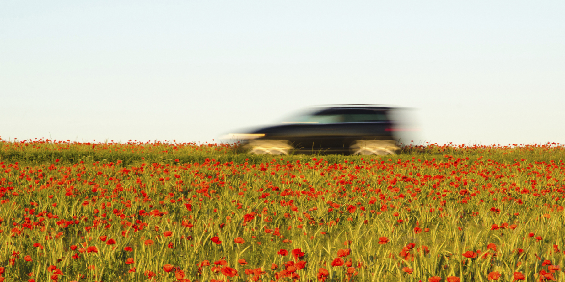 Blurred car driving in a poppy field