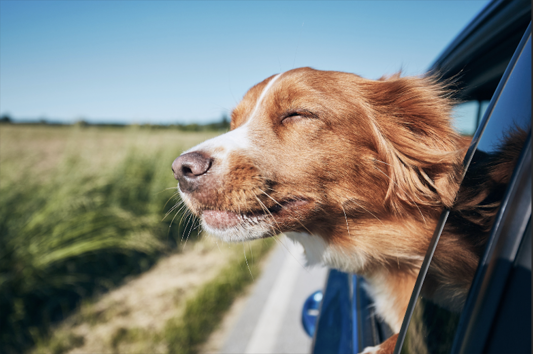 En busca del coche ideal para viajar con tu mascota: medidas mínimas y  otras cuestiones que quizá no te habías planteado