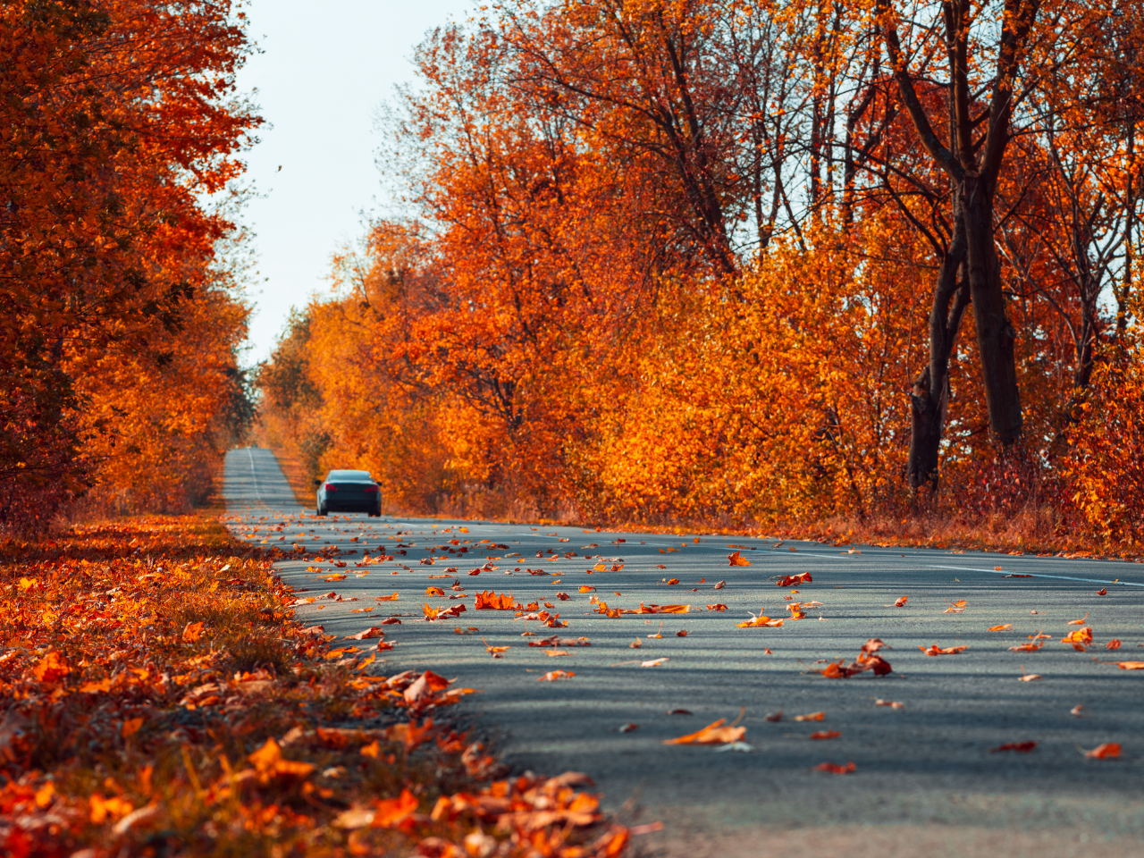 A car driving through bright orange, fall foliage